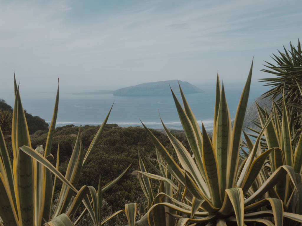 Plantas endémicas amenazadas por el turismo masivo
