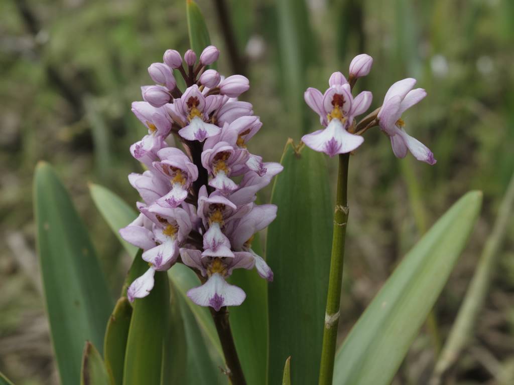 Conservación de orquídeas silvestres en espacios protegidos