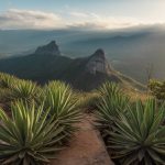 Importancia de la flora ribereña en ecosistemas semiáridos