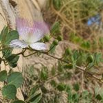 Capres en Murcia: guía de cultivo y usos tradicionales
