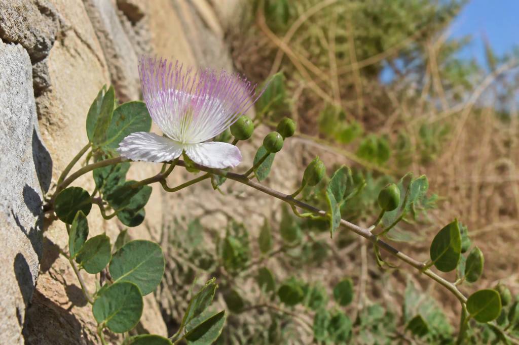 Capres en Murcia: guía de cultivo y usos tradicionales