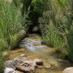 Cañada del trigo: flora autóctona y biodiversidad murciana