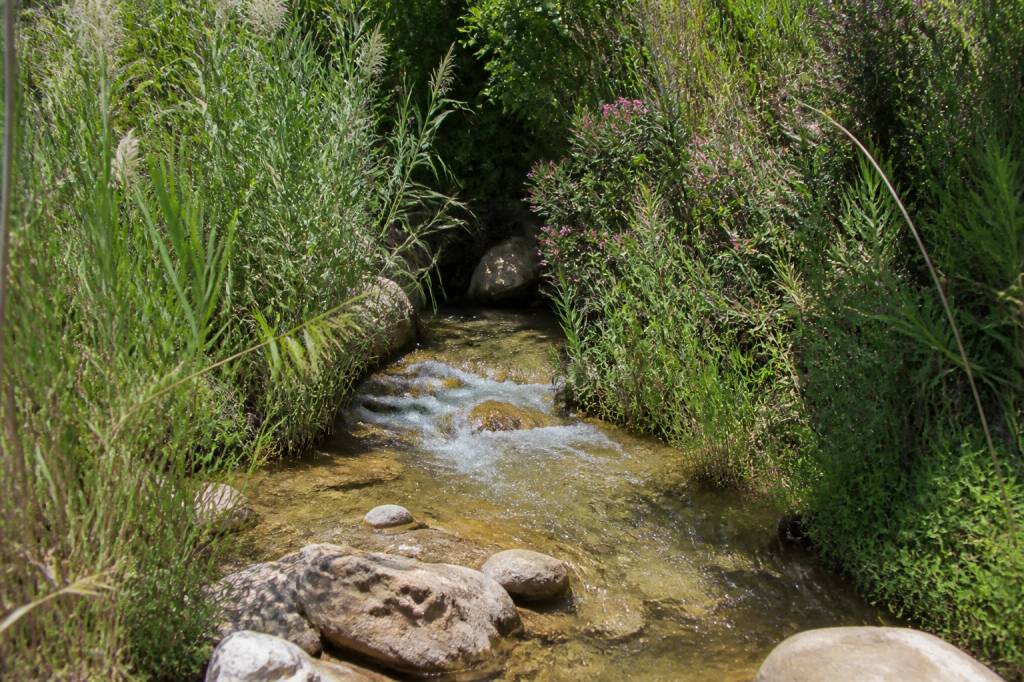 Cañada del trigo: flora autóctona y biodiversidad murciana