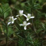La garapacha: flora autóctona de Murcia