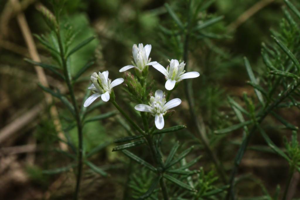 La garapacha: flora autóctona de Murcia