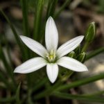 Flor estrella en Murcia: características y hábitat