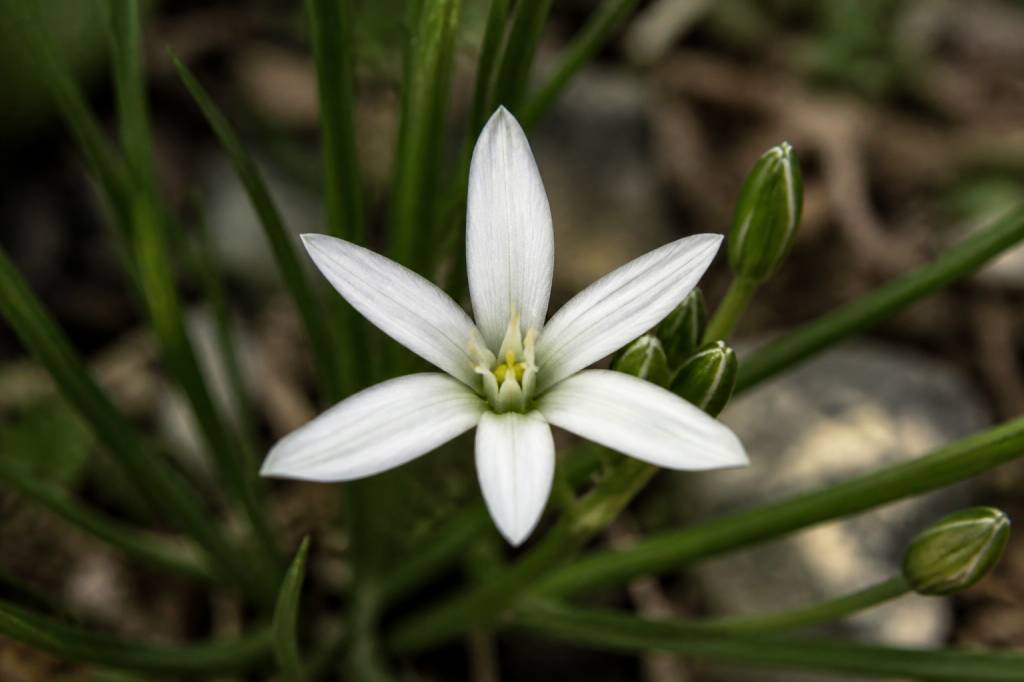 Flor estrella en Murcia: características y hábitat