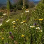Flores de Murcia: guía de especies autóctonas y biodiversidad