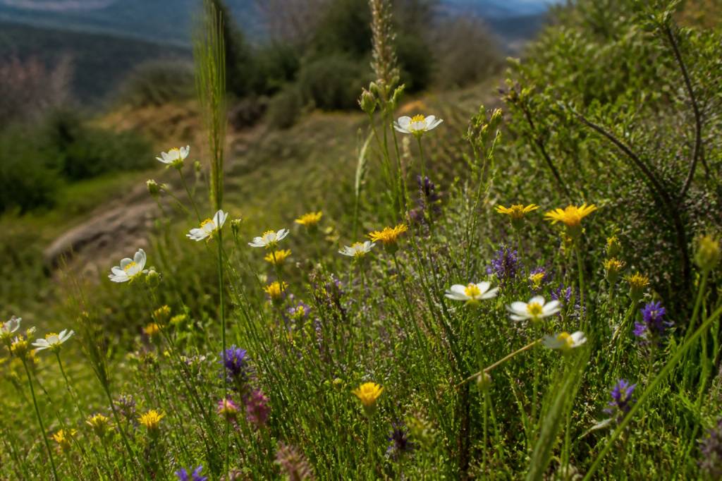 Flores de Murcia: guía de especies autóctonas y biodiversidad