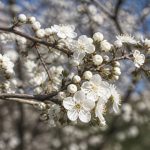 Ciruelo flores: cuándo brotan y qué significan