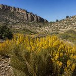 Cañada de Canara: flora autóctona y biodiversidad murciana