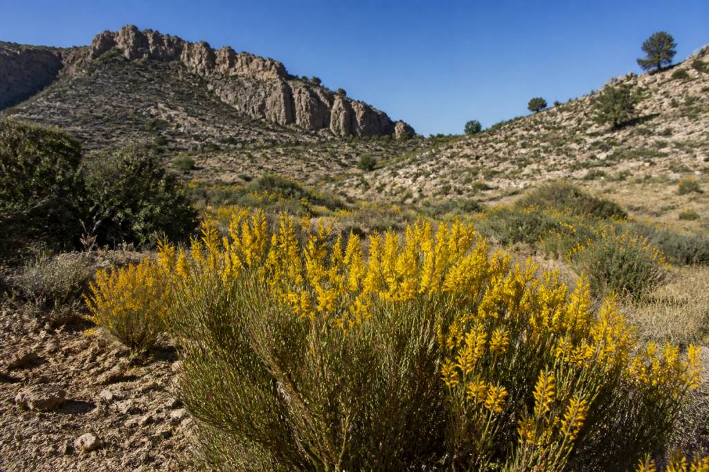Cañada de Canara: flora autóctona y biodiversidad murciana