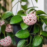 Hoya hermosa: características, cuidados y floración de esta planta ornamental