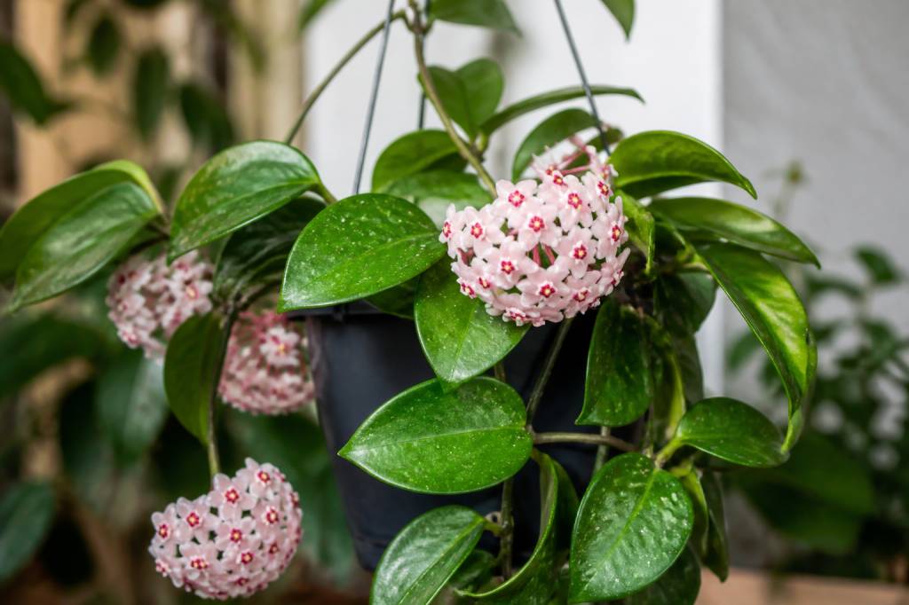 Hoya hermosa: características, cuidados y floración de esta planta ornamental