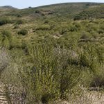 Cañadas del Romero y su flora autóctona en la región de Murcia