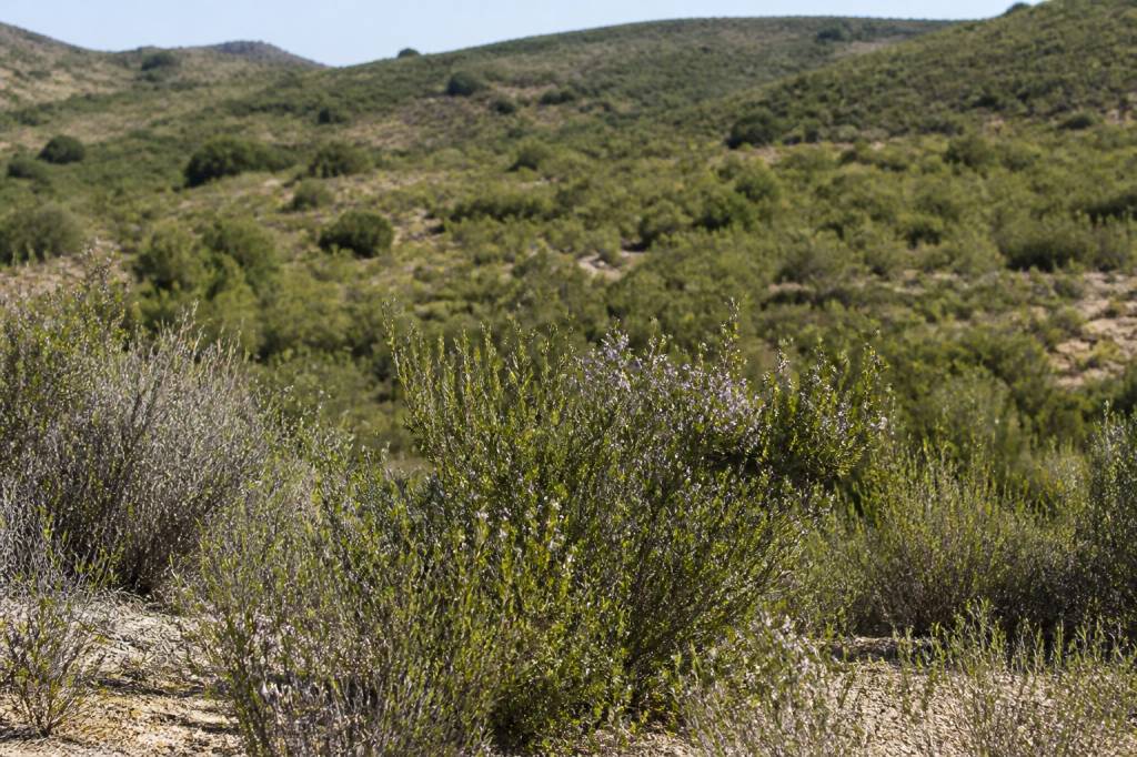 Cañadas del Romero y su flora autóctona en la región de Murcia