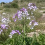 Alheli silvestre: características, hábitat y cuidados en la naturaleza murciana