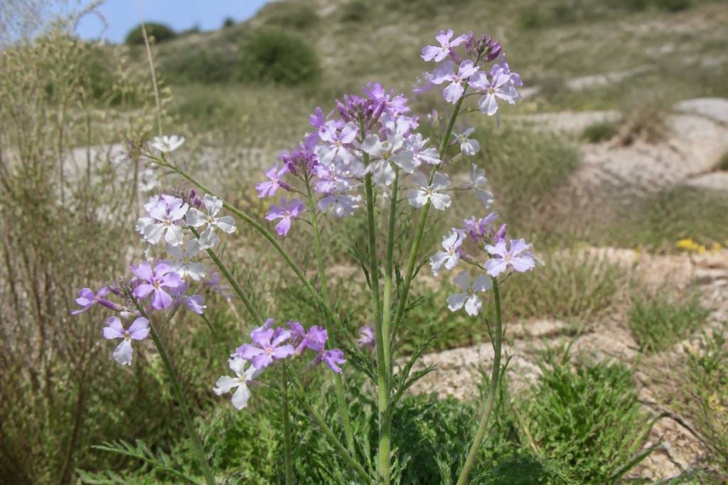 Alheli silvestre: características, hábitat y cuidados en la naturaleza murciana
